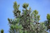 Pinus pityusa. Верхушки ветвей с шишками разной степени зрелости. Дагестан, г. Дербент, в культуре. 30.07.2022.