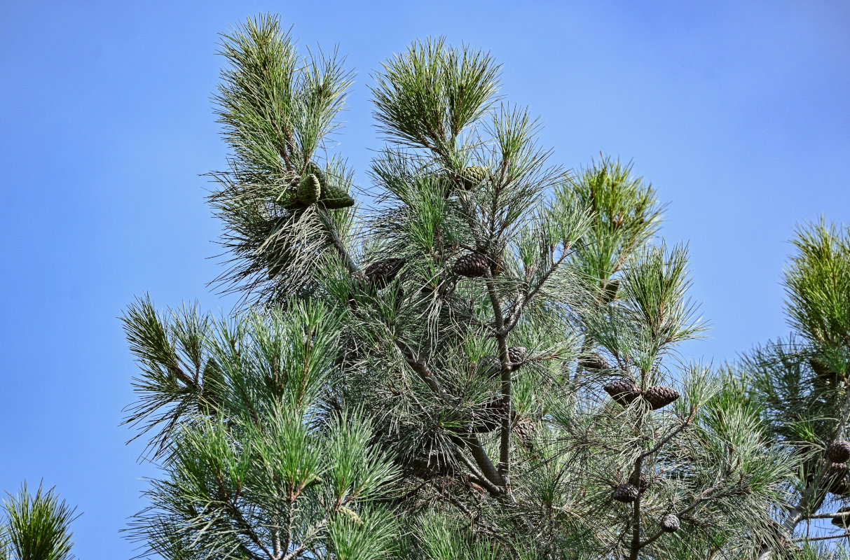 Изображение особи Pinus pityusa.