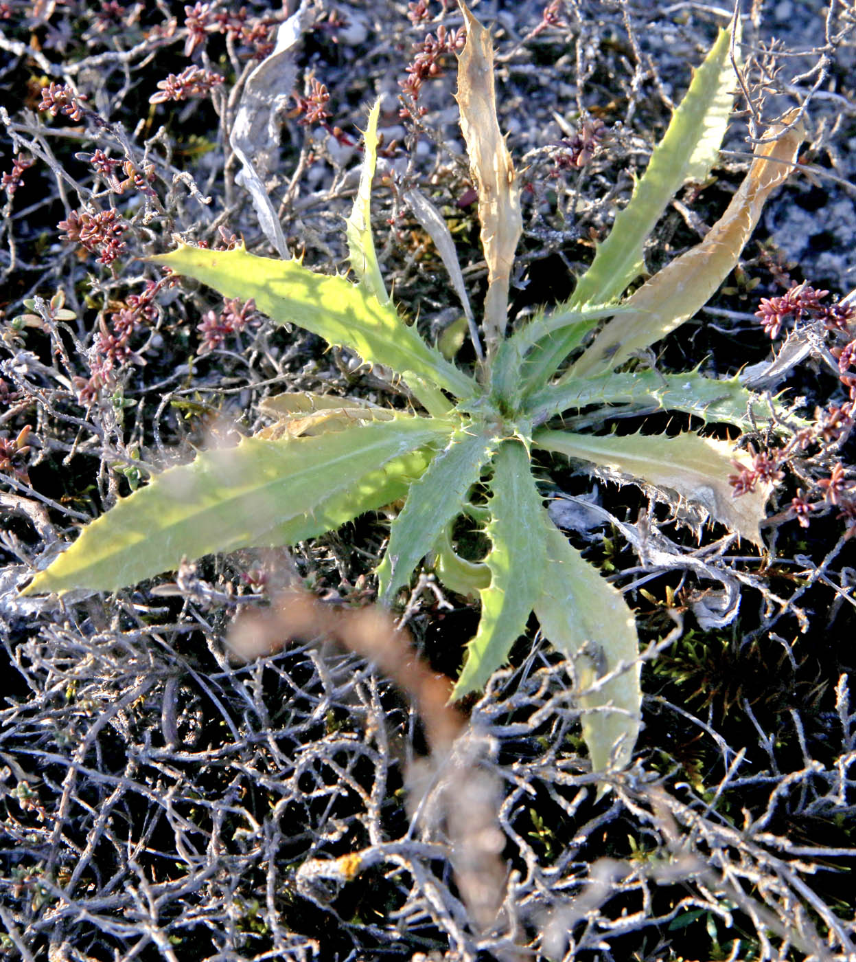 Image of Carlina intermedia specimen.