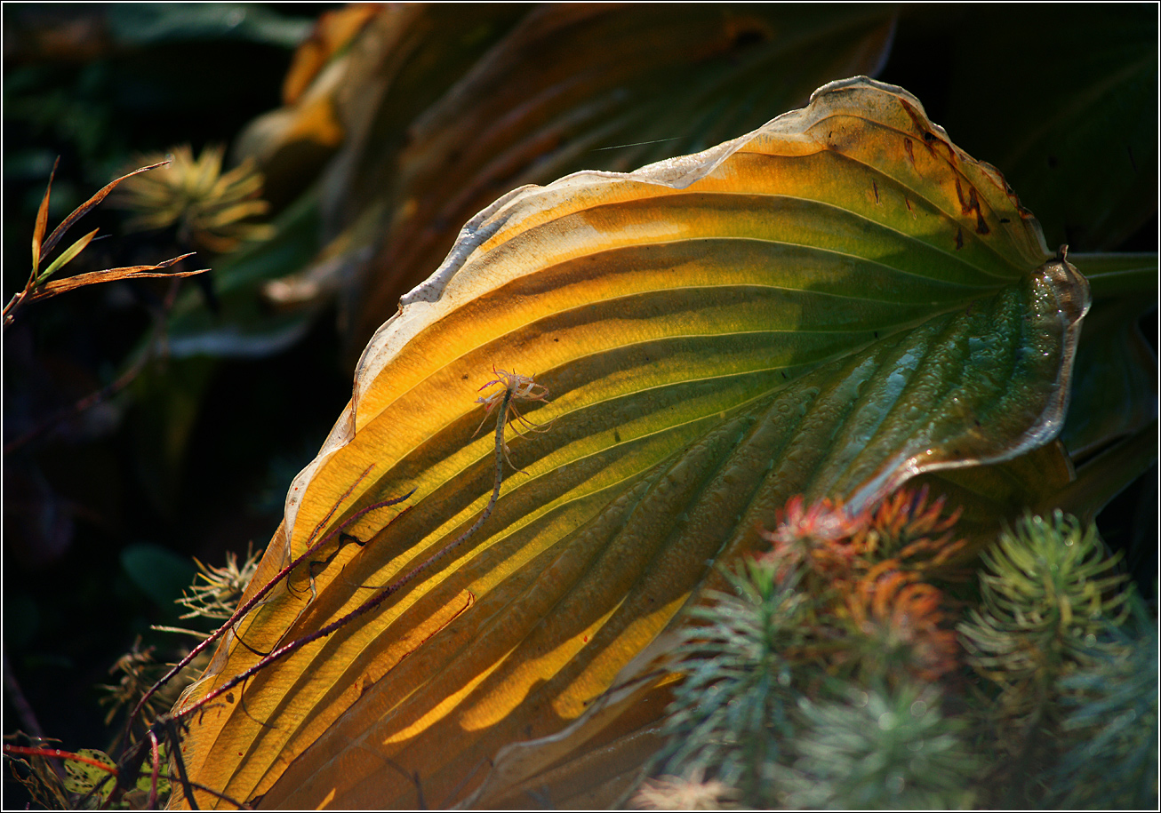 Изображение особи Hosta albomarginata.