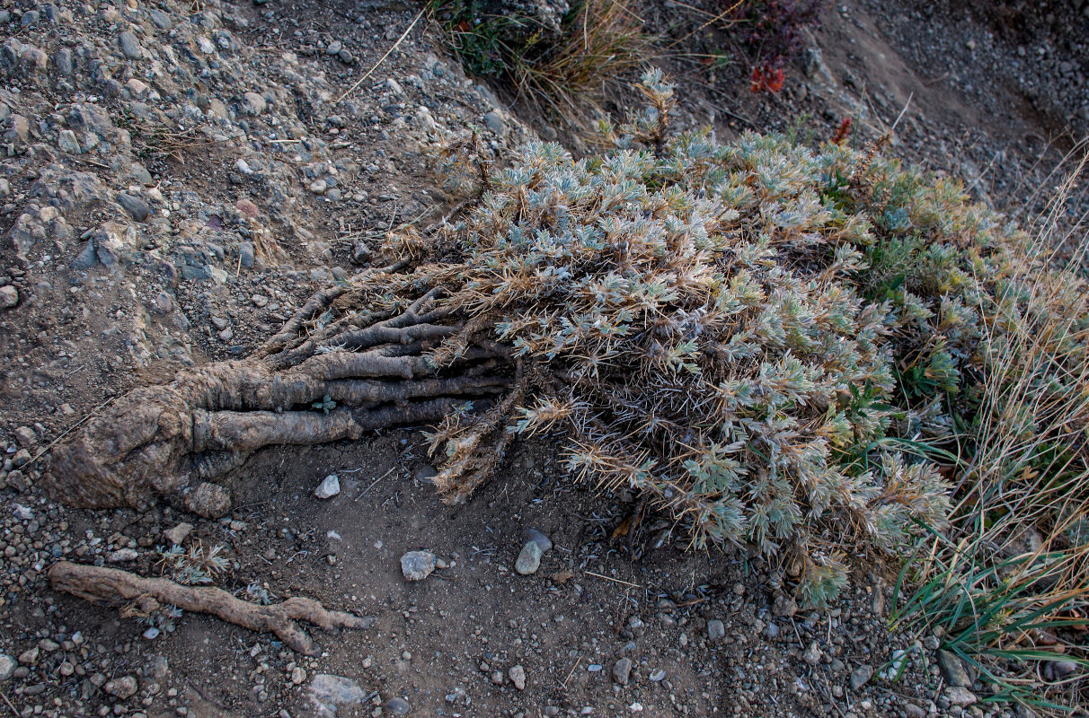 Image of Astragalus arnacantha specimen.