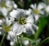 Cerastium tomentosum