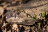 Trachystemon orientalis