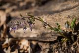 Trachystemon orientalis. Цветущее растение. Адыгея, Майкопский р-н, окр. пос. Каменномостский, широколиственный лес. 02.04.2023.