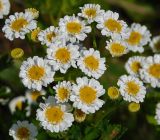 Pyrethrum parthenium