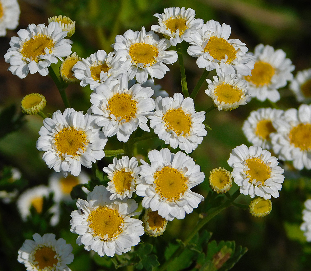 Image of Pyrethrum parthenium specimen.