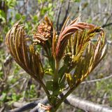 Sorbus amurensis. Верхушка ветви с соцветием и листьями. Хабаровский край, окр. г. Комсомольск-на-Амуре, смешанный лес с преобладанием берёзы (Betula). 15.05.2023.