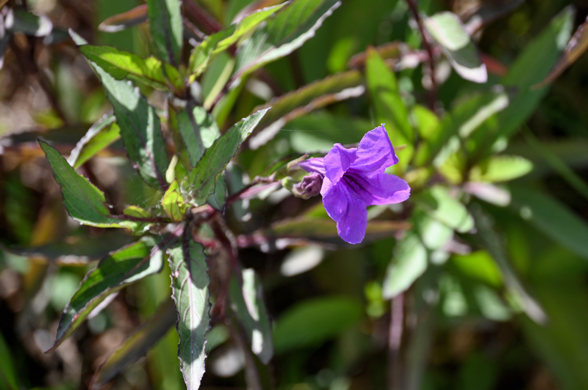 Изображение особи Ruellia simplex.