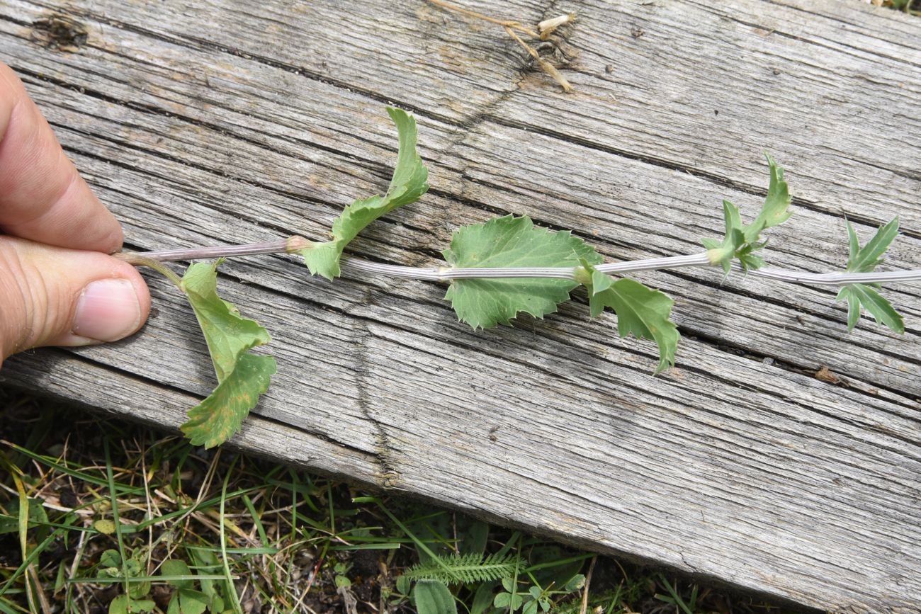 Image of Eryngium planum specimen.