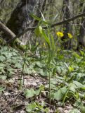 Fritillaria ophioglossifolia