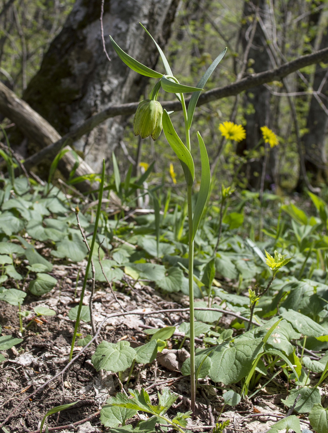 Image of Fritillaria ophioglossifolia specimen.