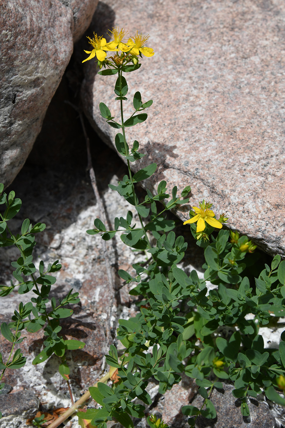 Изображение особи Hypericum perforatum.