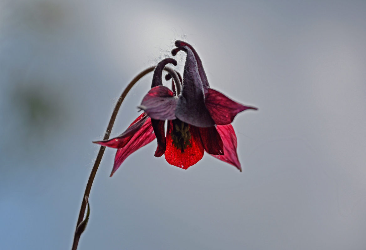 Изображение особи Aquilegia atrovinosa.