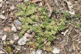 Herniaria glabra