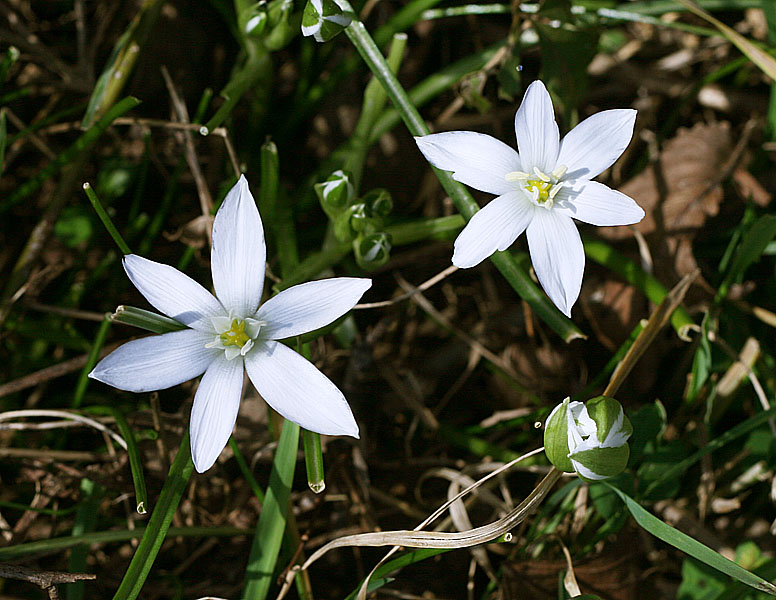 Image of Ornithogalum woronowii specimen.