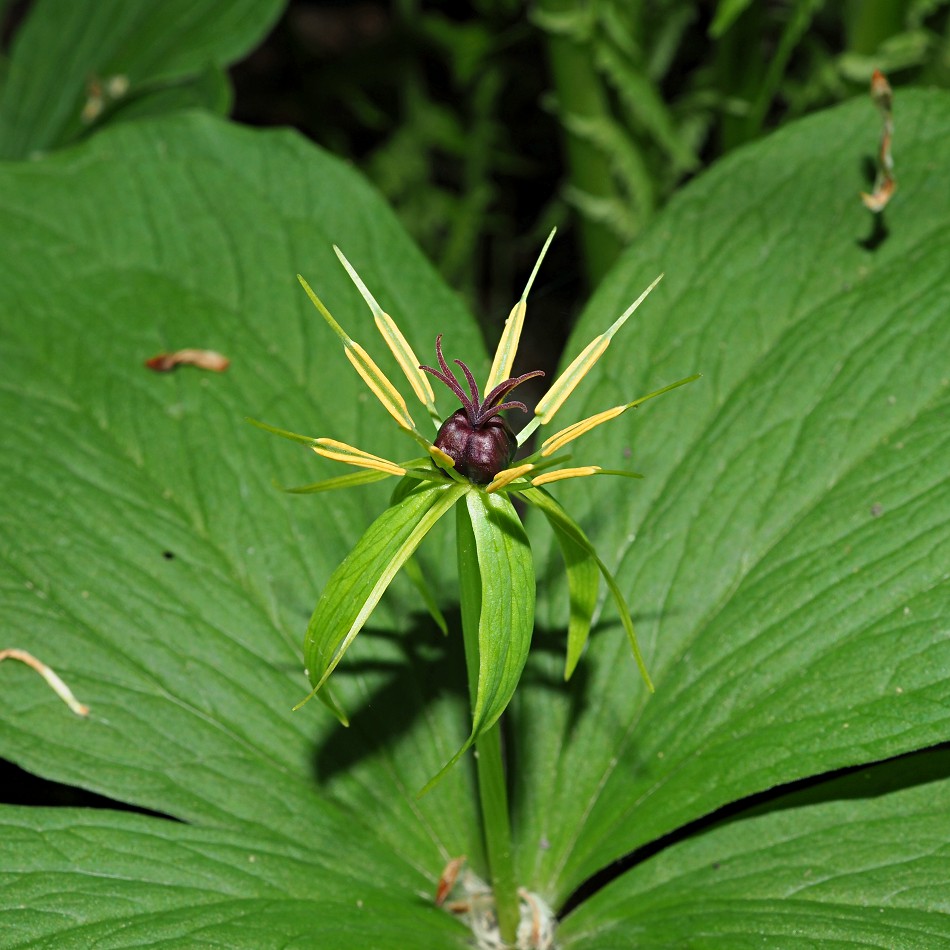 Изображение особи Paris quadrifolia.