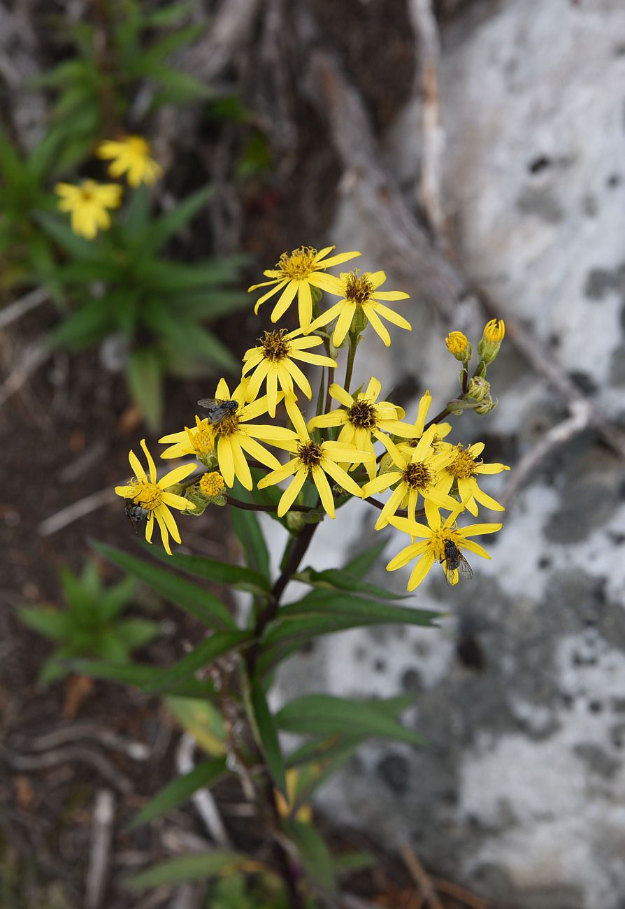 Image of Senecio nemorensis specimen.