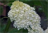 Hydrangea paniculata