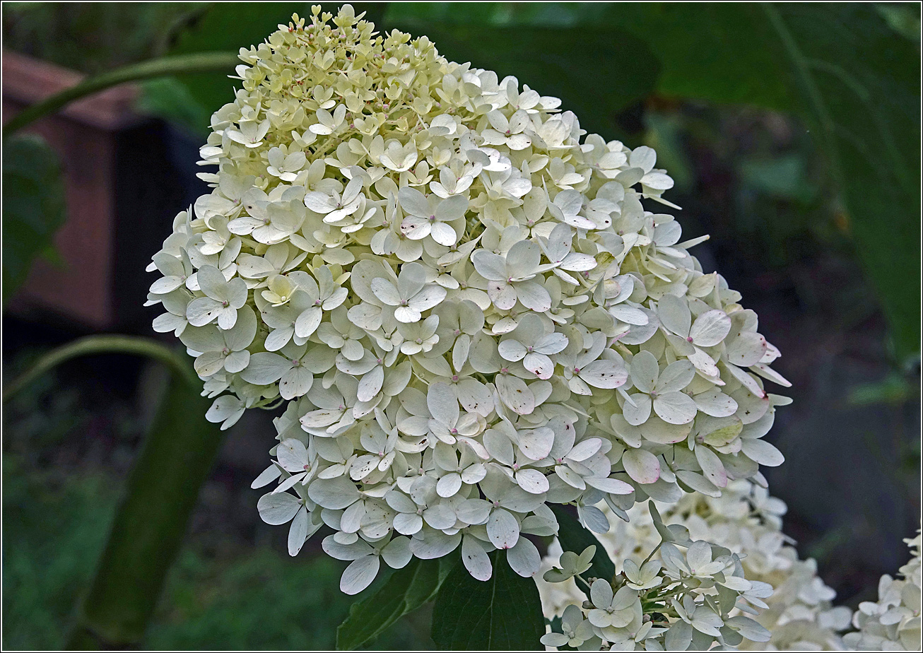 Image of Hydrangea paniculata specimen.