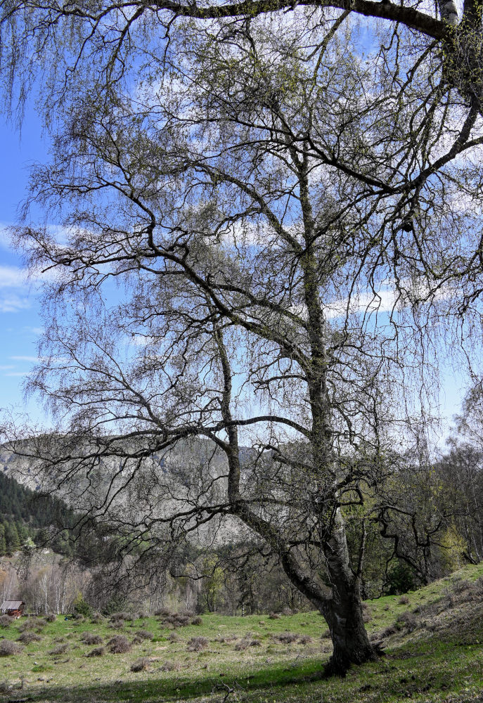 Image of Betula pendula specimen.