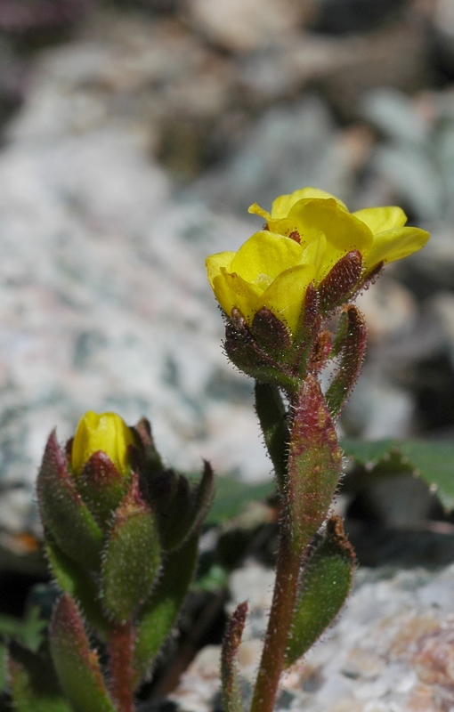 Image of Saxifraga macrocalyx specimen.