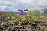 Vicia alpestris. Цветущее растение. Адыгея, Кавказский биосферный заповедник, гора Гузерипль, ≈ 2150 м н.у.м., осыпной склон из ожелезнённого песчаника. 28.06.2023.