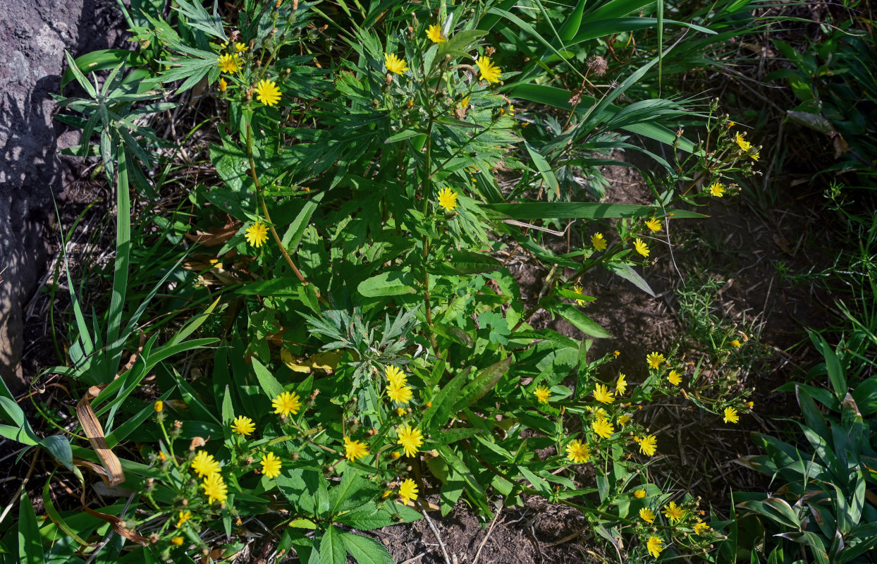 Image of Picris japonica specimen.