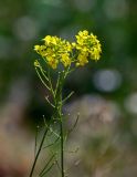 Sisymbrium loeselii. Соцветия и формирующиеся плоды. Армения, обл. Арагацотн, окр. с. Агарак, ≈ 1000 м н.у.м., сухой склон. 20.06.2022.