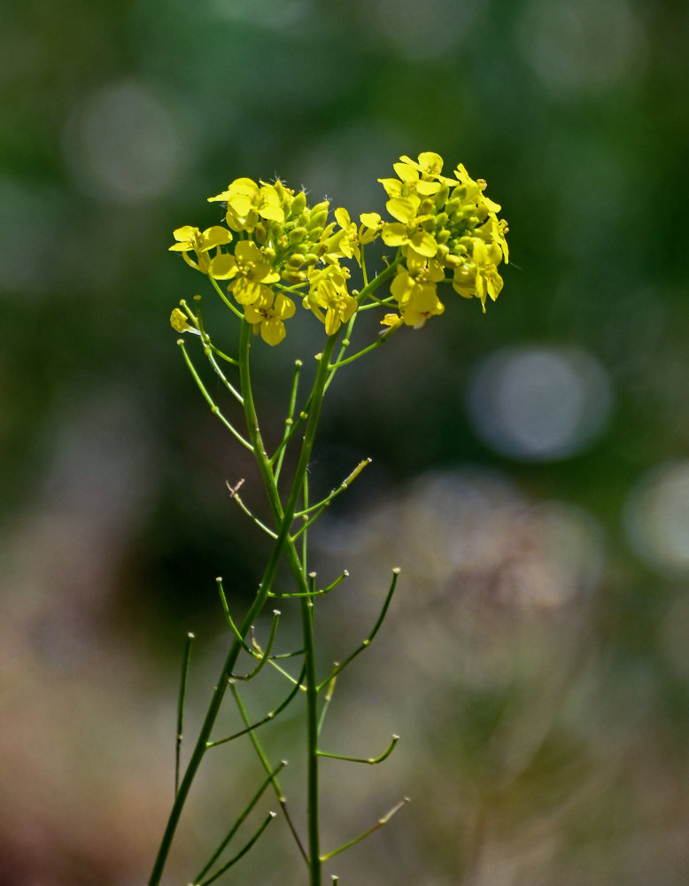 Image of Sisymbrium loeselii specimen.