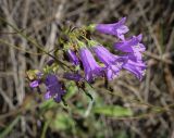 Campanula sibirica