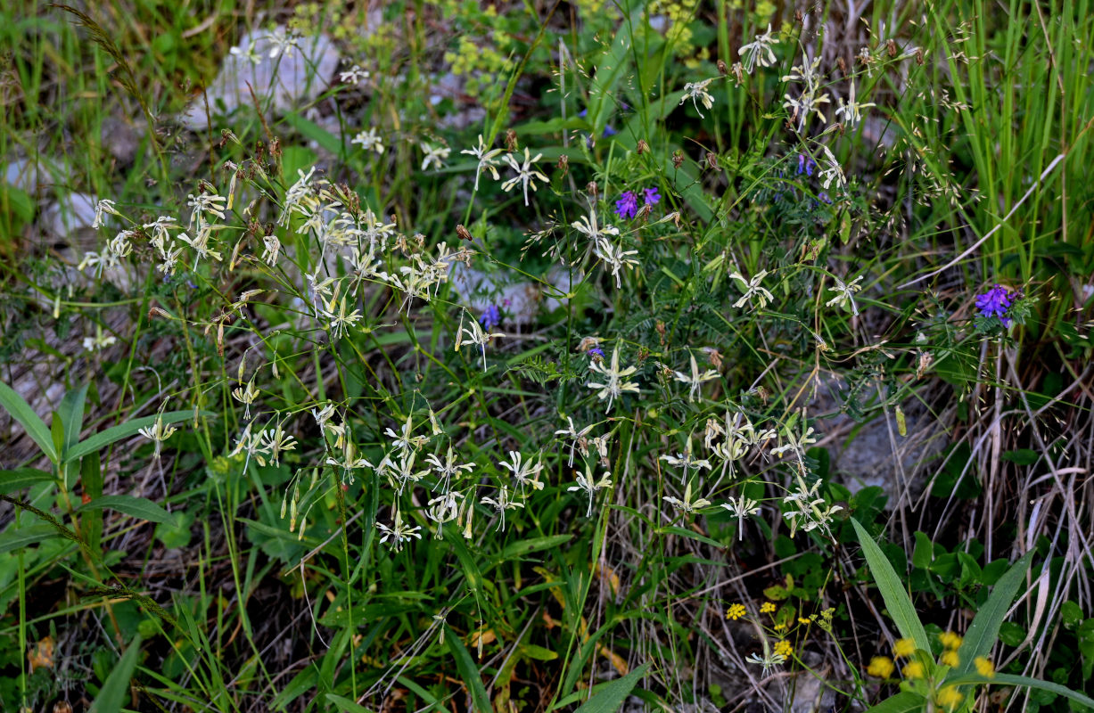 Изображение особи Silene saxatilis.