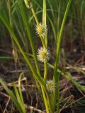 Sparganium rothertii