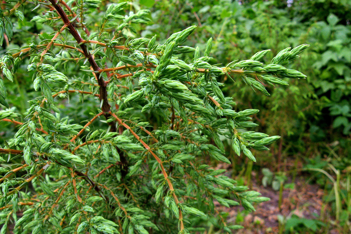 Изображение особи Juniperus communis.