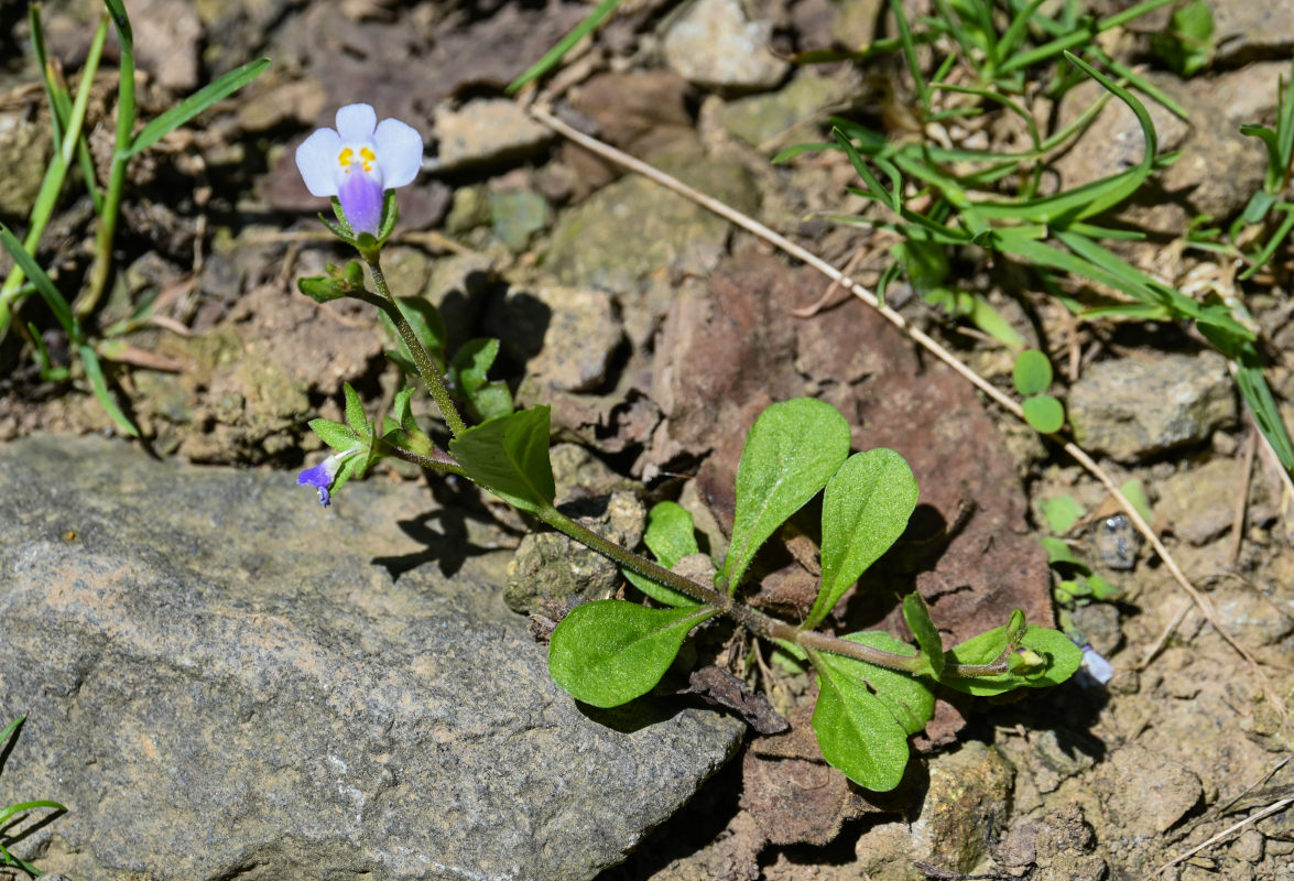 Изображение особи Mazus pumilus.