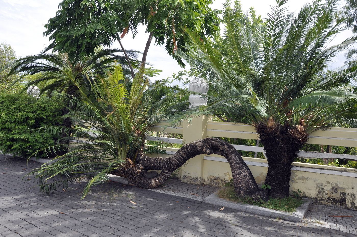 Image of genus Cycas specimen.