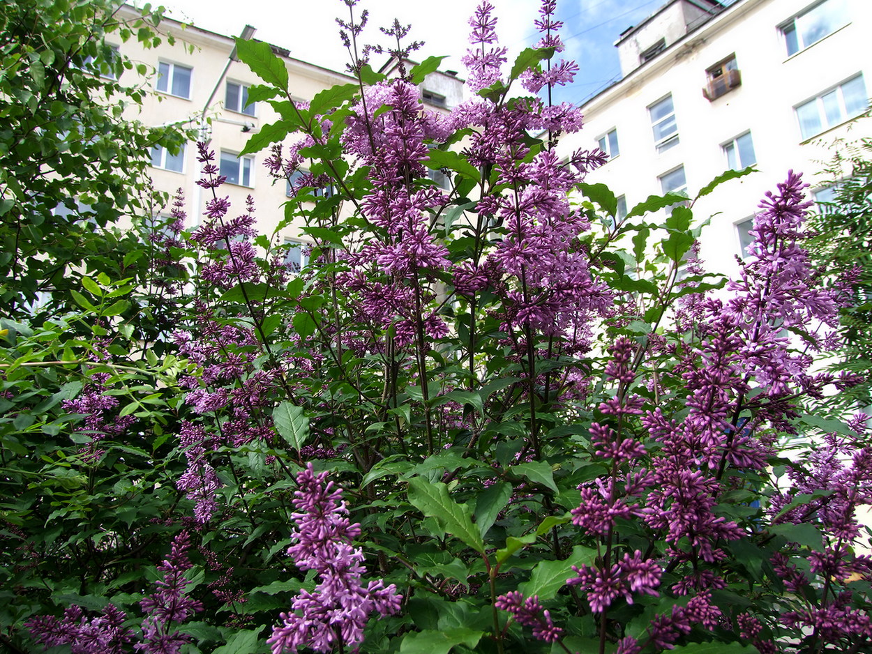 Image of Syringa josikaea specimen.