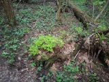 Gymnocarpium dryopteris