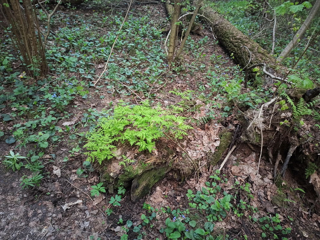 Изображение особи Gymnocarpium dryopteris.