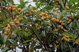 Eriobotrya japonica. Верхушки ветвей с плодами. Грузия, Имеретия, Гелатский монастырь, в культуре. 14.06.2023.