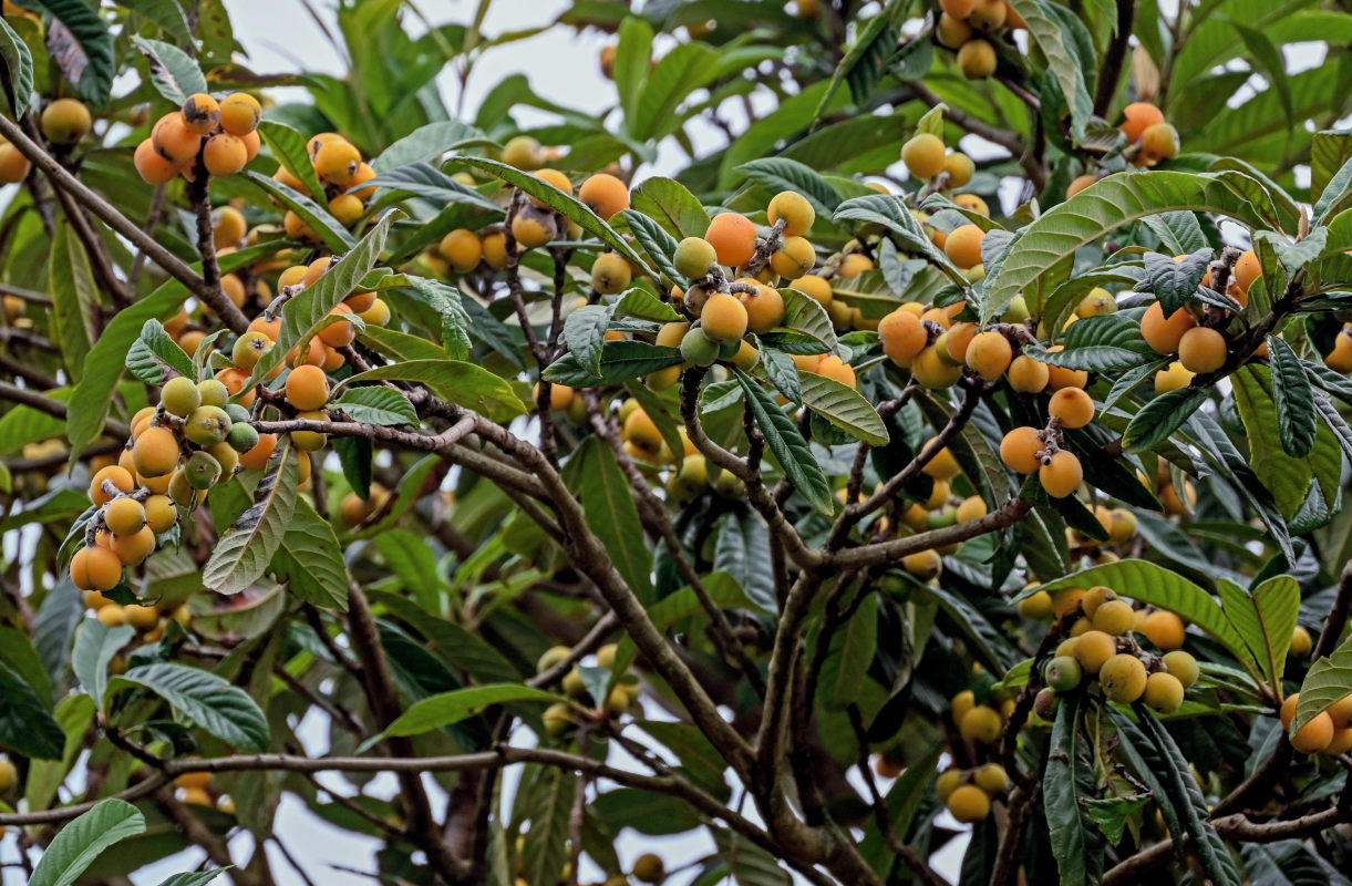 Изображение особи Eriobotrya japonica.