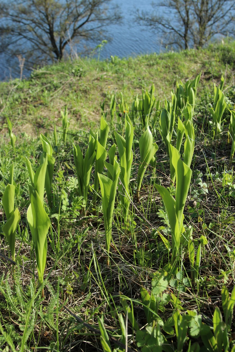 Изображение особи Convallaria majalis.