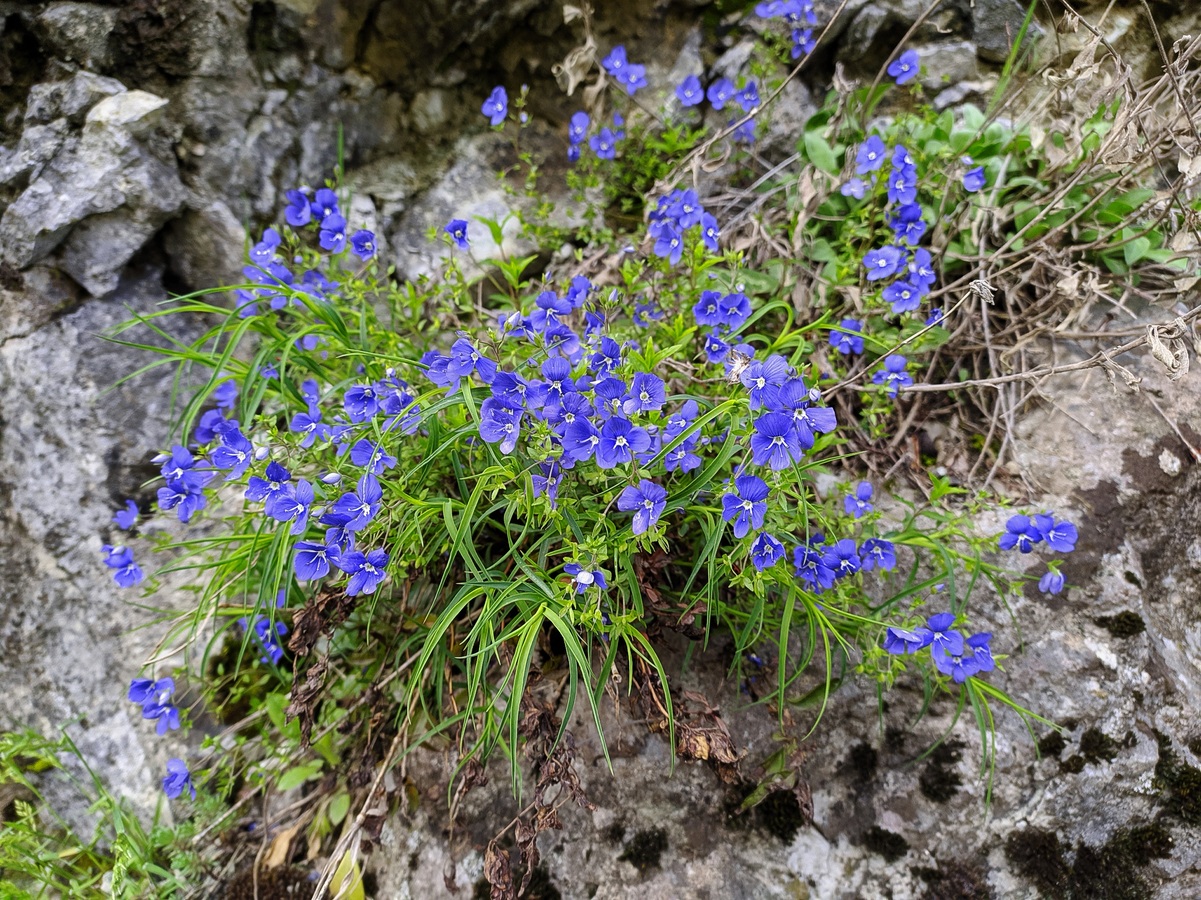 Image of Veronica umbrosa specimen.