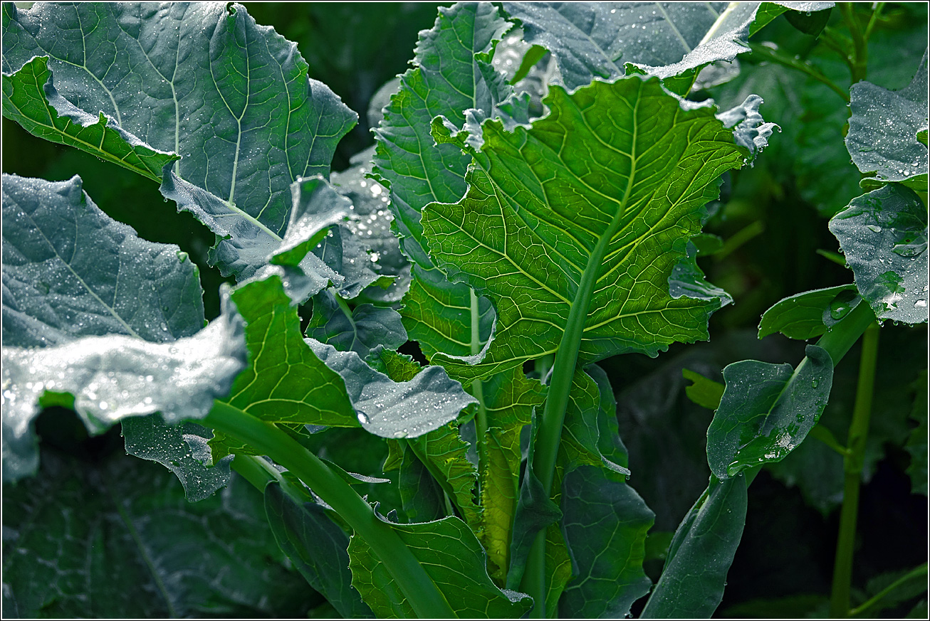 Image of Brassica oleracea specimen.