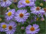 Symphyotrichum × versicolor. Соцветия. Московская обл., Раменский р-н, окр. дер. Хрипань, садовый участок. 12.09.2024.