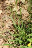 Viscaria vulgaris
