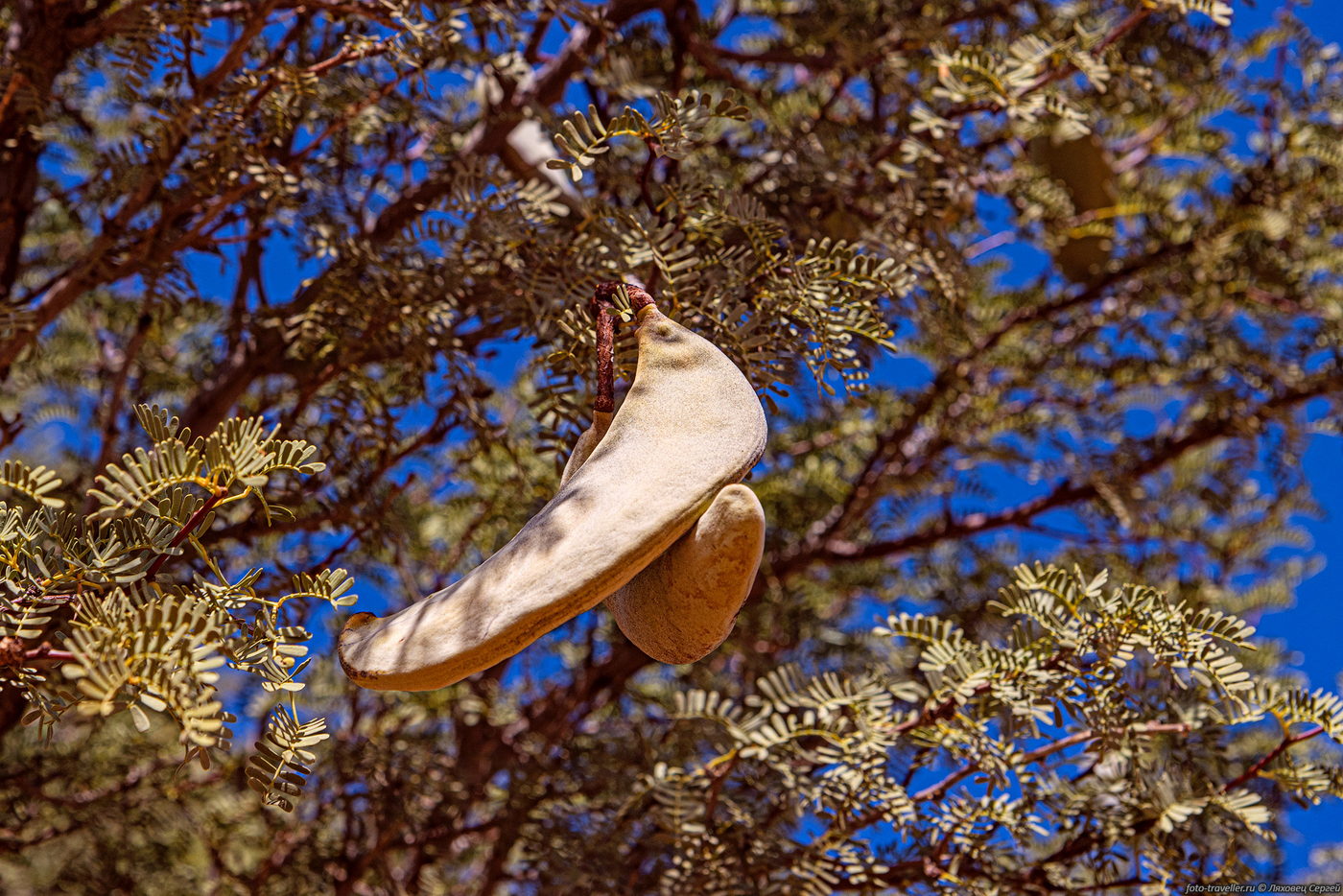 Image of genus Vachellia specimen.
