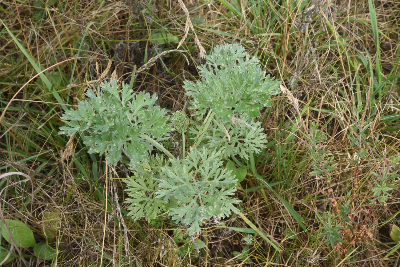 Изображение особи Artemisia absinthium.