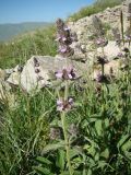 Stachys balansae