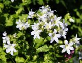 Gadellia lactiflora