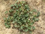 Malva neglecta